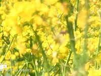 ミツバチ 菜の花訪花