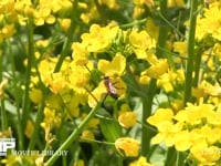 ミツバチ 菜の花訪花