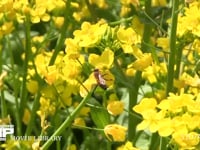 ミツバチ 菜の花訪花