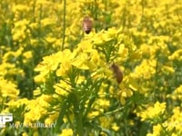 ミツバチ 菜の花訪花