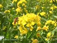 ミツバチ 菜の花訪花