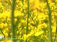 ミツバチ 菜の花訪花