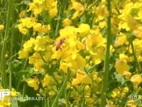 ミツバチ 菜の花訪花