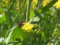 ビロードツリアブ 菜の花吸蜜