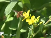 ビロードツリアブ 菜の花吸蜜