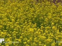 モンシロチョウ 菜の花畑を飛ぶ