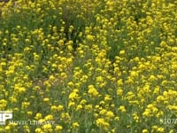 モンシロチョウ 菜の花畑を飛ぶ