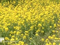 モンシロチョウ 菜の花畑を飛ぶ