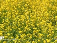 モンシロチョウ 菜の花畑を飛ぶ