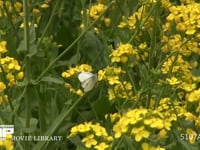 モンシロチョウ 菜の花吸蜜