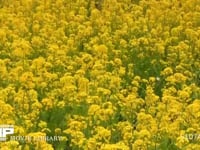 モンシロチョウ 菜の花畑を飛ぶ