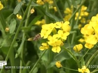 ニホンミツバチ 菜の花訪花