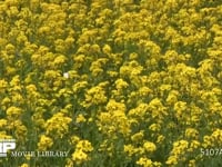 モンシロチョウ 菜の花畑を飛ぶ