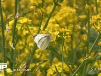 モンシロチョウ 菜の花吸蜜