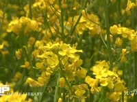 ミツバチ 菜の花訪花