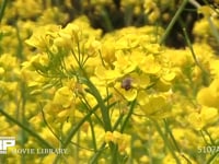 ニホンミツバチ 菜の花訪花