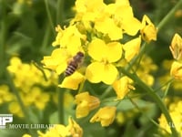 ニホンミツバチ 菜の花訪花