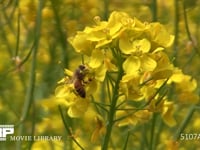 ミツバチ 菜の花訪花