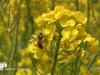 ミツバチ 菜の花訪花