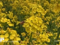 ミツバチ 菜の花訪花