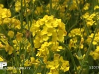 ミツバチ 菜の花訪花