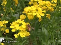 ミツバチ 菜の花訪花