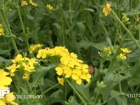 ミツバチ 菜の花訪花