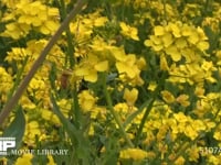 ミツバチ 菜の花訪花