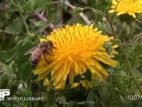 ミツバチ タンポポ訪花