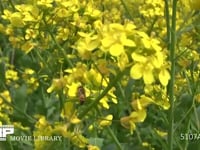 ミツバチ 菜の花訪花