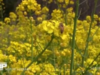 ミツバチ 菜の花訪花