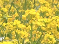 ミツバチ 菜の花訪花