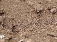 クロヤマアリ 巣作り　巣中の土塊を巣の周りに置く