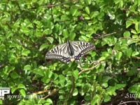 アゲハチョウ 春型 翅を開いて止まる