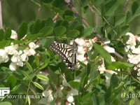 アゲハチョウ アカシアの花蜜を吸ってから飛び立つ