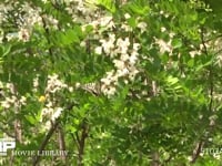 アゲハチョウ アカシアの花房を飛び回りながら花蜜を吸吸う