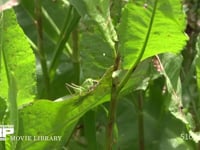 キリギリス　若齢幼虫 ギシギシ葉上で休む