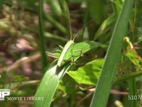 キリギリス　若齢幼虫 草むらで休む