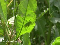 キリギリス　若齢幼虫 ギシギシ葉上で休む　シルエット