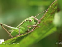 キリギリス　若齢幼虫 ギシギシ葉上で休む　日光浴　顔