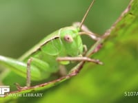 キリギリス　若齢幼虫 ギシギシ葉上で休む　日光浴　顔
