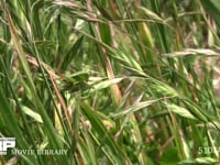 キリギリス　若齢幼虫 草むらに隠れる　保護色