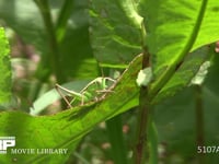 キリギリス　若齢幼虫 ギシギシ葉上で休む
