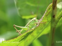 キリギリス　若齢幼虫 ギシギシ葉上で休む　日光浴