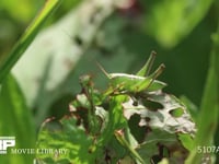 キリギリス　若齢幼虫 ギシギシ葉上で休む　日光浴