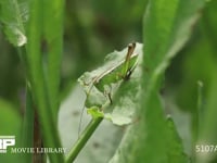 キリギリス　若齢幼虫 ギシギシ葉上で休む　日光浴 跳ねて逃げる
