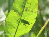 キリギリス　若齢幼虫 ギシギシ葉上で休む　日光浴 シルエット