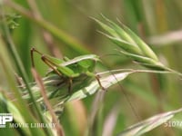 キリギリス　若齢幼虫 イネ科植物の実上で休む　糞をする