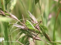キリギリス　若齢幼虫 イネ科植物の実上で休む　日光浴　歩いて姿を隠す