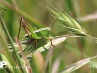 キリギリス　若齢幼虫 イネ科植物の実上で休む　日光浴